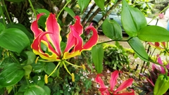Gloriosa