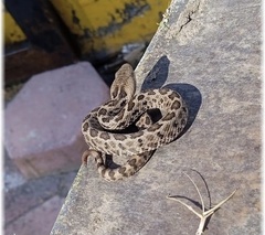 Crotalus ravus ravus