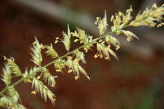 Enneapogon cenchroides