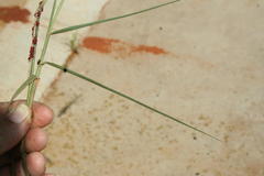 Enneapogon cenchroides