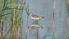 Calidris ruficollis
