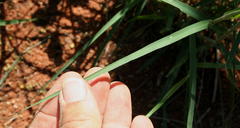 Enneapogon cenchroides