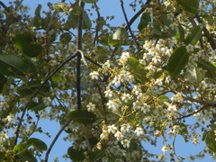 Anisoptera costata