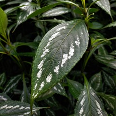Strobilanthes maculata