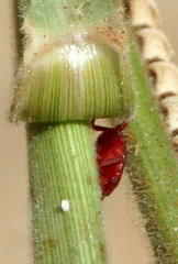 Enneapogon cenchroides