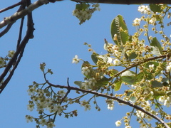 Anisoptera costata