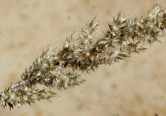 Enneapogon cenchroides