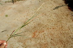 Enneapogon cenchroides