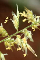 Enneapogon cenchroides