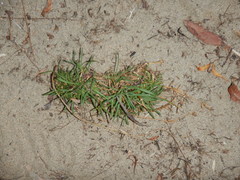 Dianthus repens