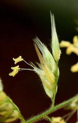 Enneapogon cenchroides