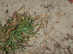 Dianthus repens