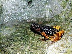 Chaperina fusca