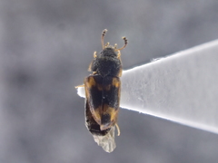 Litargus connexus