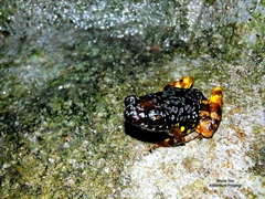 Chaperina fusca
