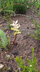 Lachenalia trichophylla
