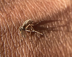 Aedes sollicitans