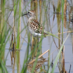 Calidris subminuta