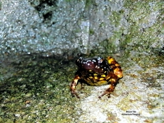Chaperina fusca