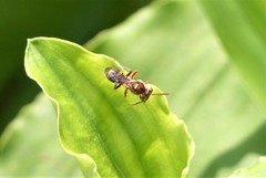 Nomada adusta