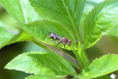 Nomada adusta