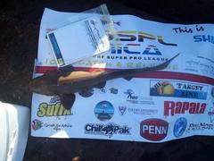 Haploblepharus fuscus