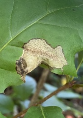 Coptotriche castaneaeella