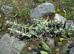 Cladochaeta candidissima