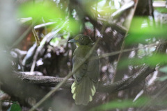 Bleda notatus ugandae