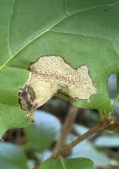 Coptotriche castaneaeella