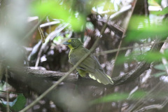 Bleda notatus ugandae