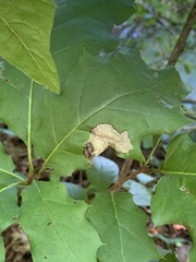 Coptotriche castaneaeella