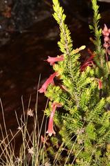 Erica curviflora curviflora