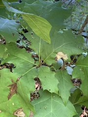 Coptotriche castaneaeella