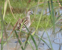 Calidris subminuta