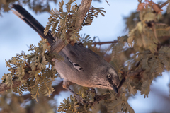Curruca subcoerulea cinerascens
