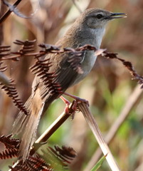 Bradypterus baboecala