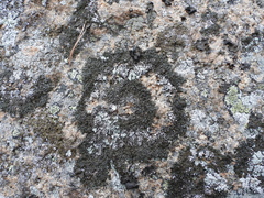 Montanelia sorediata