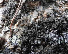 Montanelia sorediata