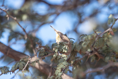 Eremomela icteropygialis