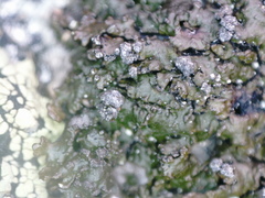 Montanelia sorediata