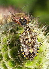 Agonoscelis versicoloratus