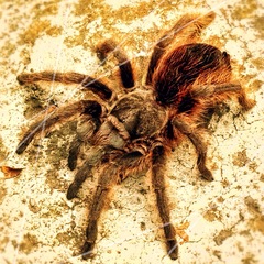 Dugesiella anitahoffmannae
