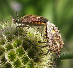 Agonoscelis versicoloratus