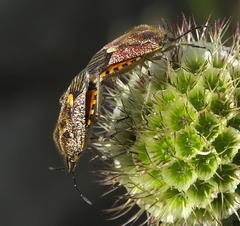 Agonoscelis versicoloratus