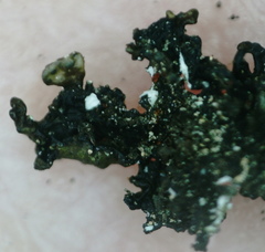 Montanelia sorediata