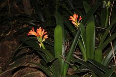 Clivia miniata miniata