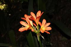 Clivia miniata miniata
