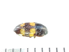 Glischrochilus grandis
