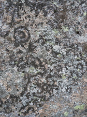 Montanelia sorediata